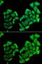 Complement Component 4 Binding Protein Beta antibody, GTX33051, GeneTex, Immunofluorescence image 