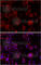 Notch Receptor 3 antibody, A3115, ABclonal Technology, Immunofluorescence image 