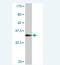 Carnosine Dipeptidase 2 antibody, H00055748-M10, Novus Biologicals, Western Blot image 