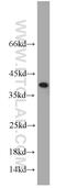 U2 Small Nuclear RNA Auxiliary Factor 1 antibody, 10334-1-AP, Proteintech Group, Western Blot image 