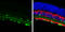 Calbindin 2 antibody, GTX103261, GeneTex, Immunohistochemistry frozen image 