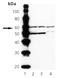 Akt antibody, ADI-905-755-100, Enzo Life Sciences, Western Blot image 