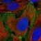 Myosin IB antibody, HPA060144, Atlas Antibodies, Immunofluorescence image 