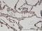 Zinc Finger With KRAB And SCAN Domains 8 antibody, LS-C133979, Lifespan Biosciences, Immunohistochemistry frozen image 