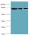 X-Ray Repair Cross Complementing 5 antibody, LS-C377020, Lifespan Biosciences, Western Blot image 