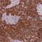 TLC Domain Containing 2 antibody, NBP2-14562, Novus Biologicals, Immunohistochemistry frozen image 