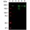 Neurofilament Heavy antibody, NBP1-05209, Novus Biologicals, Western Blot image 