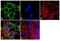 Cholinergic Receptor Muscarinic 2 antibody, GTX22805, GeneTex, Immunofluorescence image 