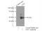 Lymphoid Enhancer Binding Factor 1 antibody, 14972-1-AP, Proteintech Group, Immunoprecipitation image 