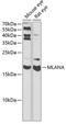 Melan-A antibody, 22-104, ProSci, Western Blot image 