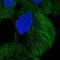 Diaphanous Related Formin 3 antibody, NBP2-58613, Novus Biologicals, Immunofluorescence image 