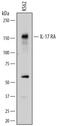 Interleukin 17 Receptor A antibody, PA5-47199, Invitrogen Antibodies, Western Blot image 