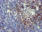 N-Myristoyltransferase 2 antibody, LS-C173422, Lifespan Biosciences, Immunohistochemistry frozen image 
