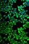 Twinkle protein, mitochondrial antibody, GTX53922, GeneTex, Immunocytochemistry image 