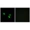Mitochondrial Ribosomal Protein S18C antibody, A15620, Boster Biological Technology, Immunohistochemistry frozen image 
