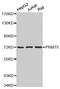 Protein Arginine Methyltransferase 5 antibody, MBS127784, MyBioSource, Western Blot image 