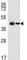 SRY-Box 2 antibody, F49268-0.4ML, NSJ Bioreagents, Western Blot image 