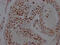 Lysine Demethylase 1A antibody, CSB-RA222329A0HU, Cusabio, Immunohistochemistry frozen image 