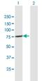 Tetratricopeptide Repeat Domain 30A antibody, H00092104-B01P, Novus Biologicals, Western Blot image 