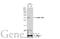 Heterogeneous Nuclear Ribonucleoprotein A2/B1 antibody, GTX114475, GeneTex, Western Blot image 