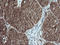 Musashi RNA Binding Protein 2 antibody, LS-C174732, Lifespan Biosciences, Immunohistochemistry frozen image 