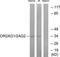 Olfactory Receptor Family 2 Subfamily AG Member 1 (Gene/Pseudogene) antibody, TA316140, Origene, Western Blot image 