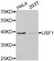 Upstream Transcription Factor 1 antibody, LS-C331671, Lifespan Biosciences, Western Blot image 