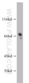 Serine Incorporator 1 antibody, 20265-1-AP, Proteintech Group, Western Blot image 