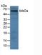 Granulin Precursor antibody, LS-C298414, Lifespan Biosciences, Western Blot image 