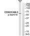 Intercellular adhesion molecule 3 antibody, PA5-38450, Invitrogen Antibodies, Western Blot image 