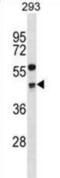 Cyclin G2 antibody, abx028999, Abbexa, Western Blot image 