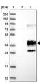 Aquaporin 3 (Gill Blood Group) antibody, PA5-53257, Invitrogen Antibodies, Western Blot image 