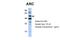 Activity Regulated Cytoskeleton Associated Protein antibody, NBP1-56929, Novus Biologicals, Western Blot image 