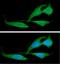 CASP2 And RIPK1 Domain Containing Adaptor With Death Domain antibody, GTX57605, GeneTex, Immunocytochemistry image 