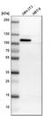 Heat Shock Protein 90 Beta Family Member 1 antibody, HPA008424, Atlas Antibodies, Western Blot image 