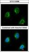 Calpain 3 antibody, GTX113398, GeneTex, Immunocytochemistry image 