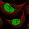 Zinc finger homeobox protein 3 antibody, NBP2-34126, Novus Biologicals, Immunofluorescence image 