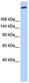 Golgin B1 antibody, ab93281, Abcam, Western Blot image 