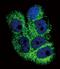 Collagen Type VI Alpha 1 Chain antibody, GTX81823, GeneTex, Immunofluorescence image 