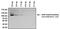 Galactosidase Beta 1 antibody, MA1-152, Invitrogen Antibodies, Western Blot image 