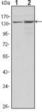 Lysine-specific demethylase 3A antibody, STJ98189, St John