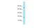 DAZ Associated Protein 2 antibody, A08802, Boster Biological Technology, Western Blot image 