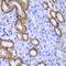 Myosin IC antibody, orb247690, Biorbyt, Immunohistochemistry paraffin image 