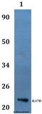 Interleukin 17D antibody, A12779, Boster Biological Technology, Western Blot image 