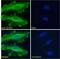Interleukin Enhancer Binding Factor 3 antibody, 43-454, ProSci, Enzyme Linked Immunosorbent Assay image 