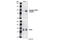 CD19 antibody, 3571P, Cell Signaling Technology, Western Blot image 