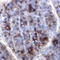 Interleukin 17D antibody, AF1504, R&D Systems, Western Blot image 