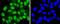 Small Ubiquitin Like Modifier 4 antibody, NBP2-67906, Novus Biologicals, Immunofluorescence image 