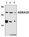 Adrenoceptor Alpha 1D antibody, LS-C412197, Lifespan Biosciences, Western Blot image 