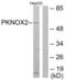 PBX/Knotted 1 Homeobox 2 antibody, LS-C119214, Lifespan Biosciences, Western Blot image 